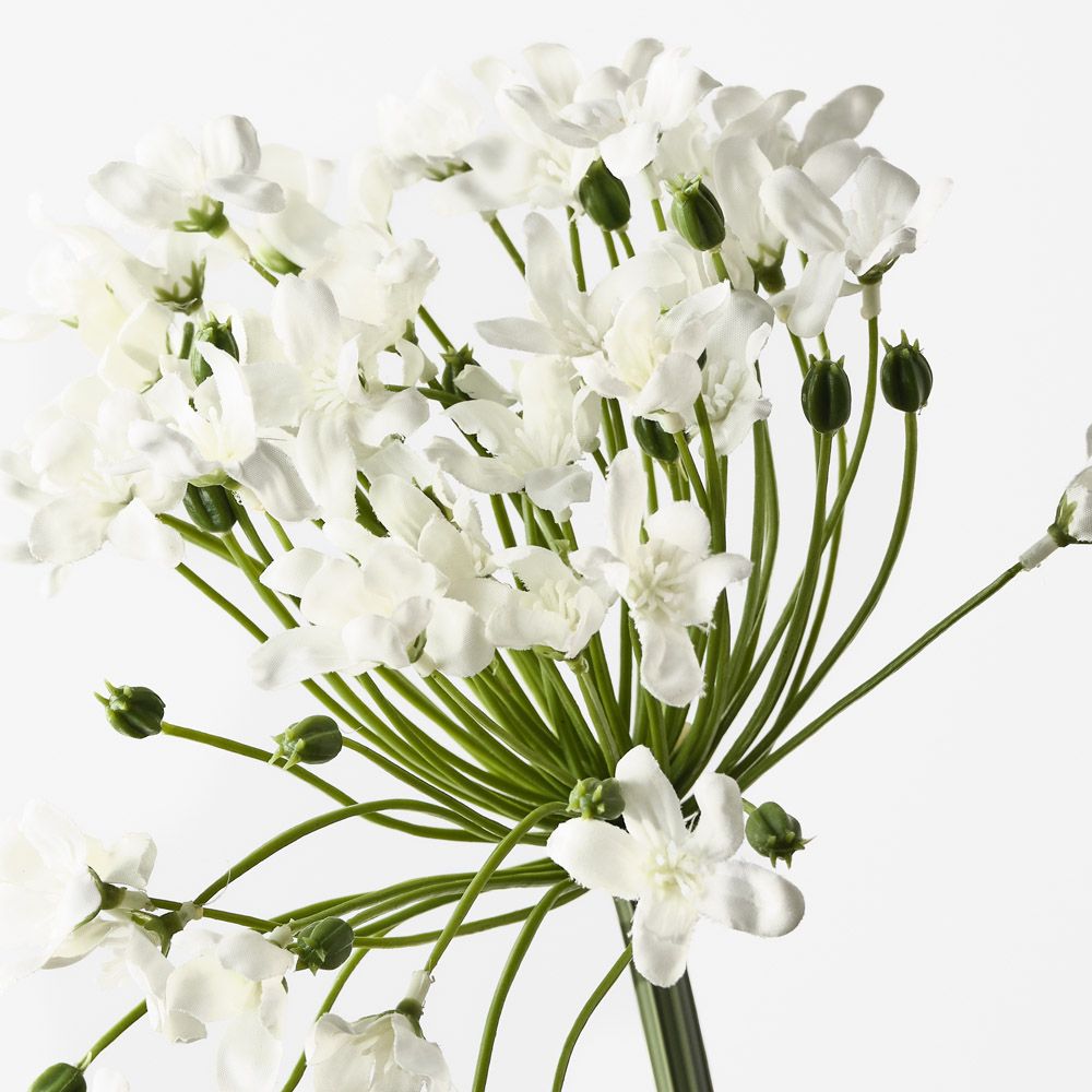 Agapanthus