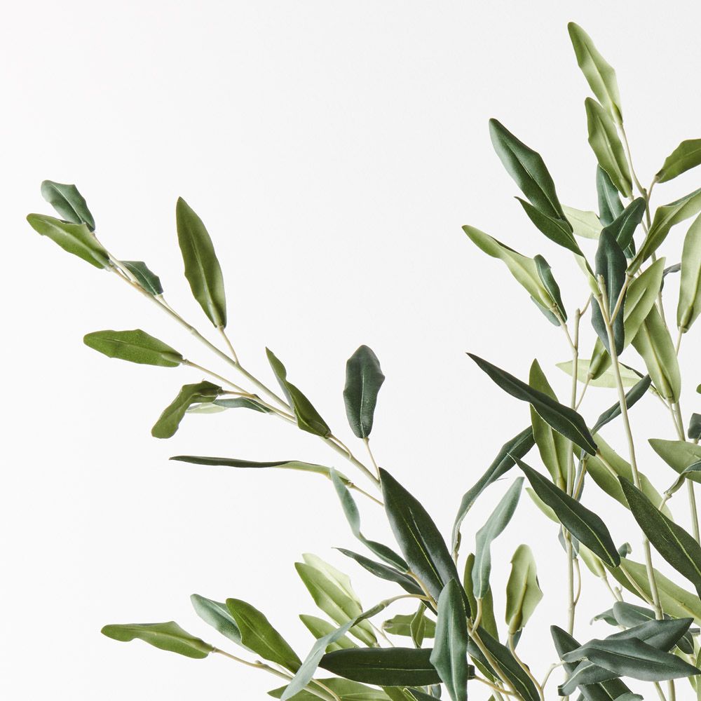 Olive Leaf Bush