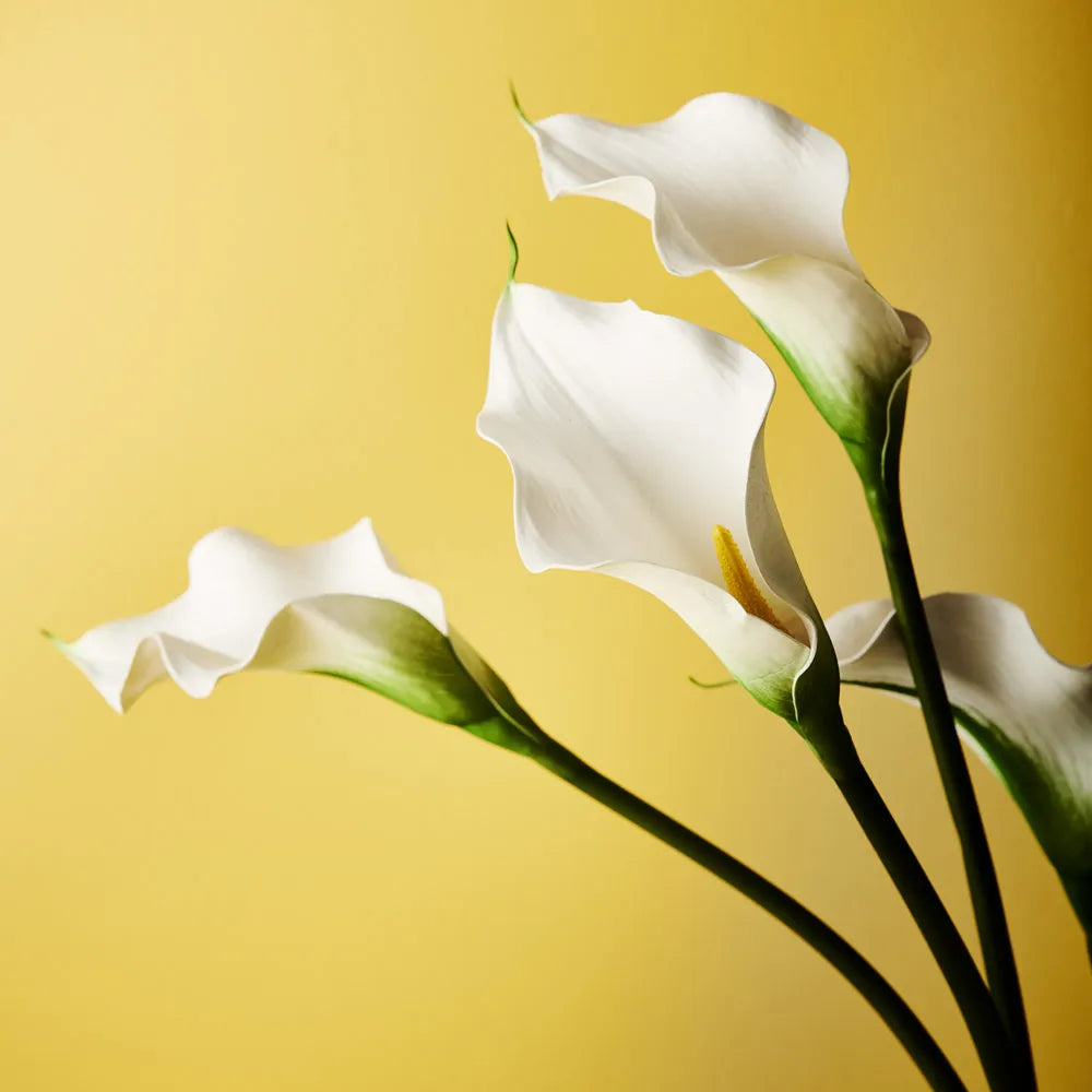 Calla Lily