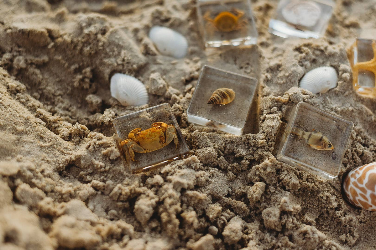 Sea Searchers Specimen Set