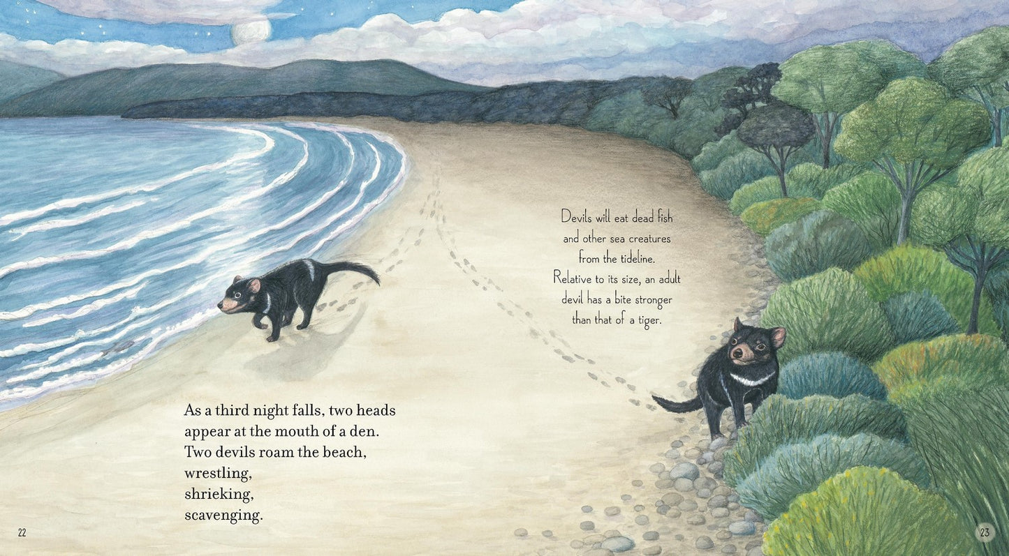 Tasmanian Devil By Claire Saxby (Paperback)