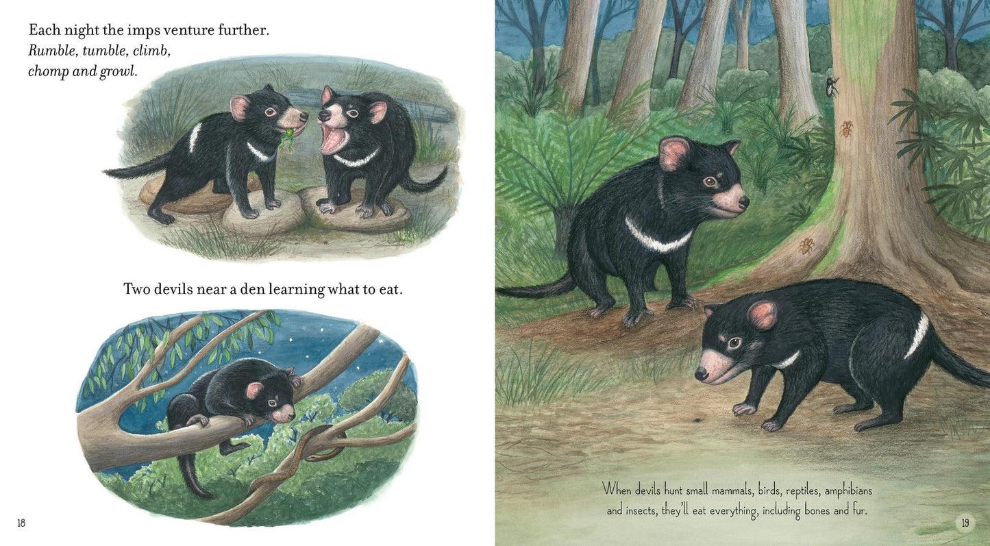 Tasmanian Devil By Claire Saxby (Paperback)