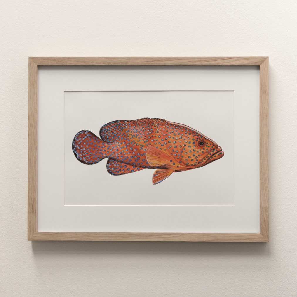 Coral Cod - Fine Art Print
