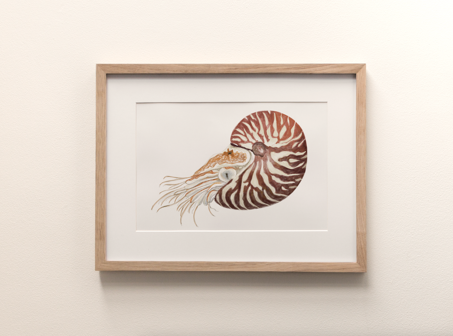 Nautilus - Fine Art Print