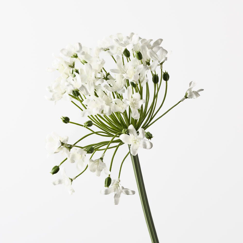 Agapanthus