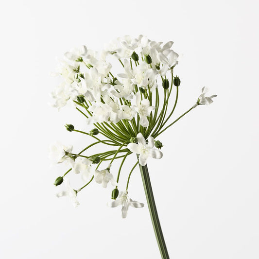 Agapanthus