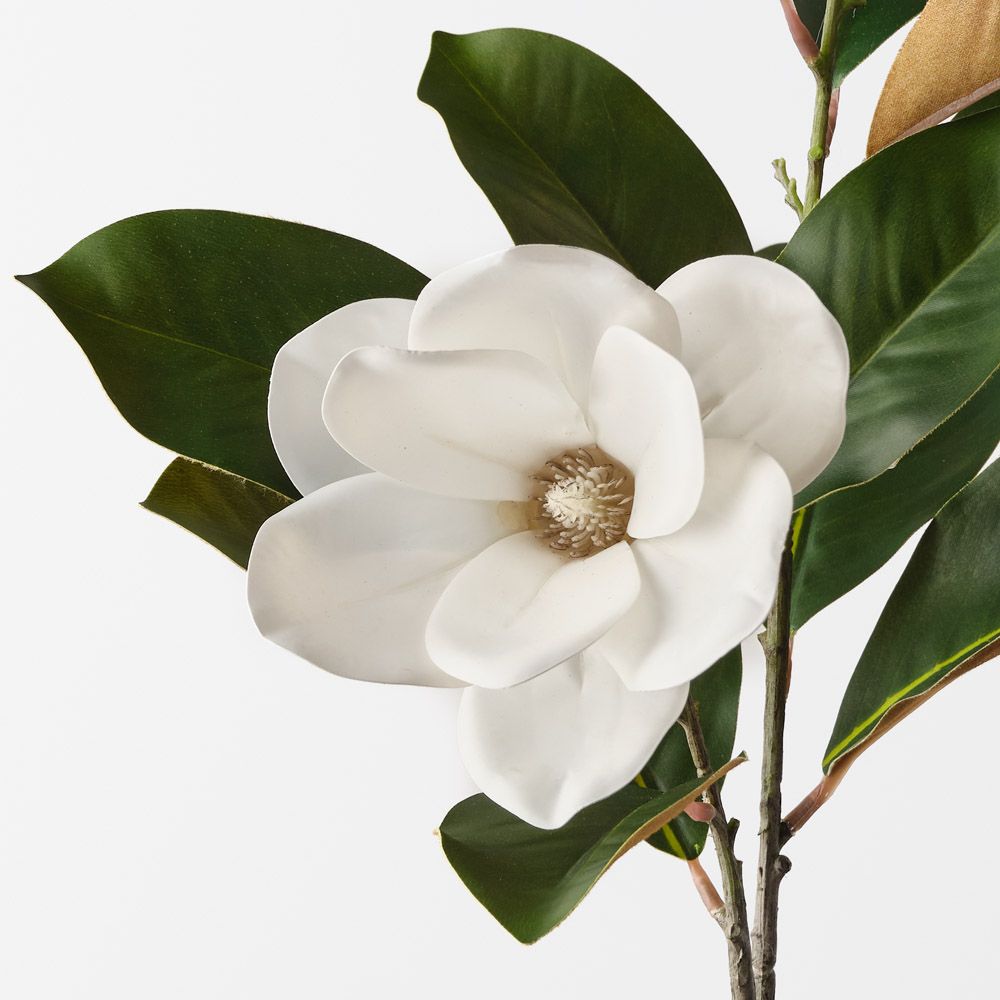 Magnolia Tree Spray
