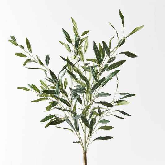Olive Leaf Bush