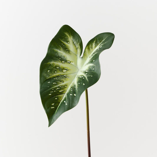 Calla Lily Leaf
