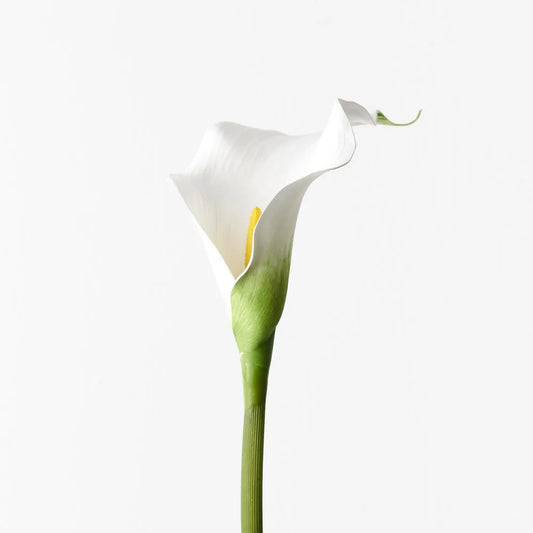 Calla Lily