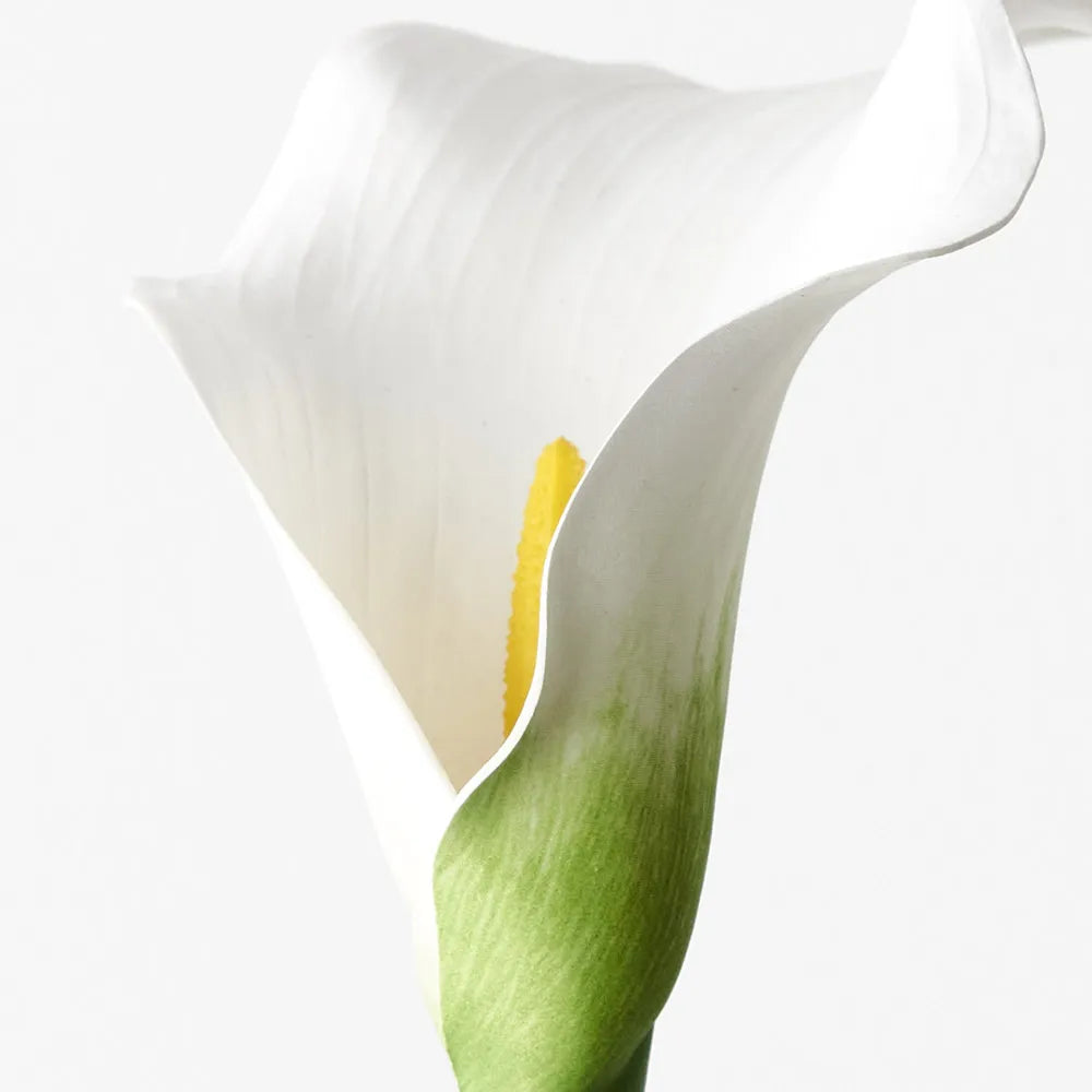Calla Lily